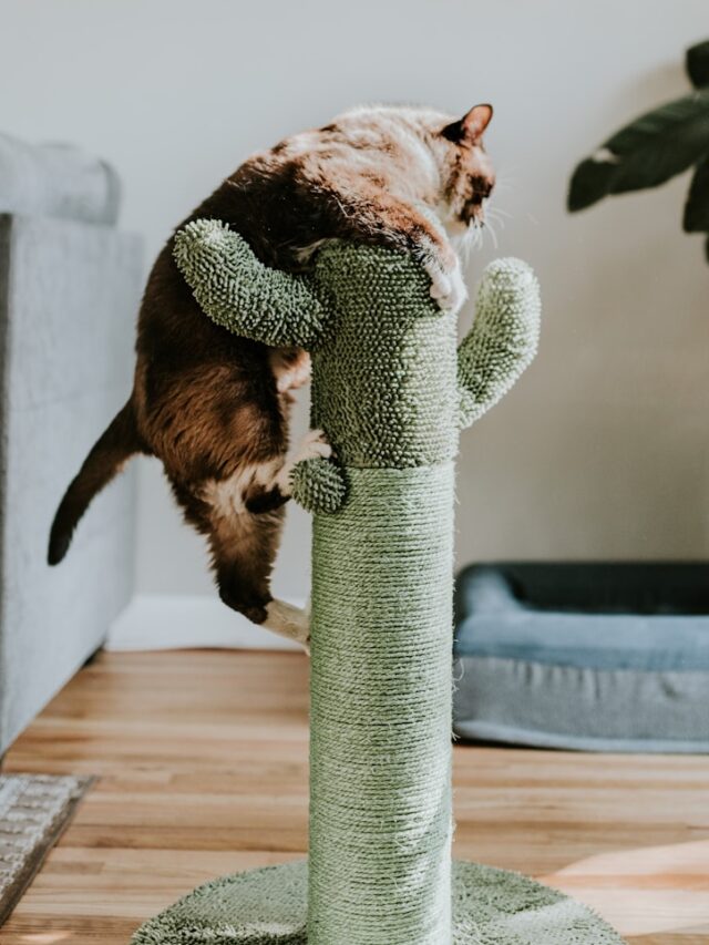 Top 7 Reasons Why Your Cat Needs a Cat Tree